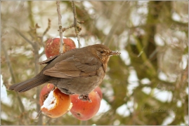 <p>KOS ČERNÝ (Turdus merula) /Common blackbird - Amsel/</p>